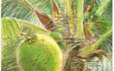 Buko – Young Coconut – Jhun Ciolo Diamante