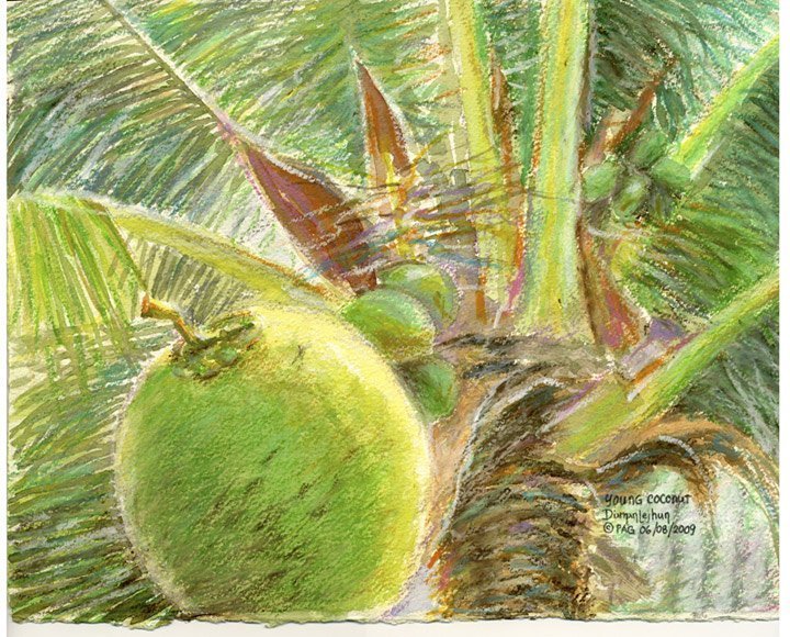 Buko – Young Coconut – Jhun Ciolo Diamante