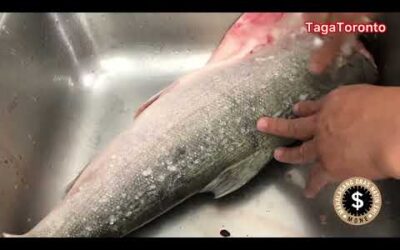 Coho Salmon | Maraming Salamat Kuya Bobet sa nabingwit mong Salmon
